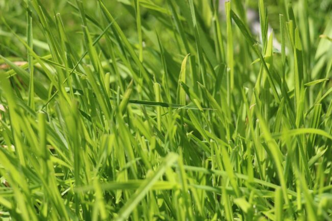 Lawn Mowing near cherry hill south jersey