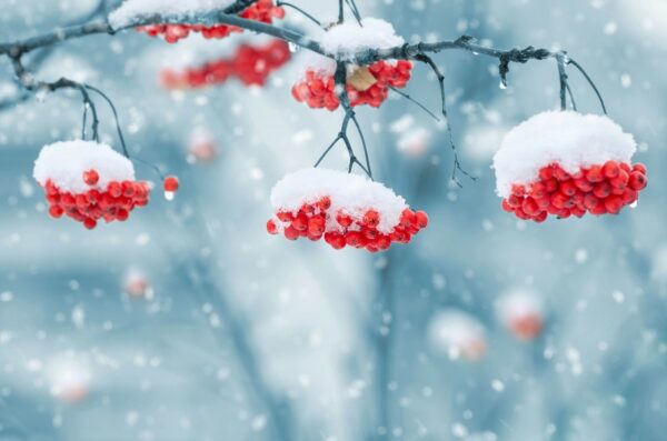 snow-on-berries-1379880_1280 Winter Trees Deputy Tree South Jersey