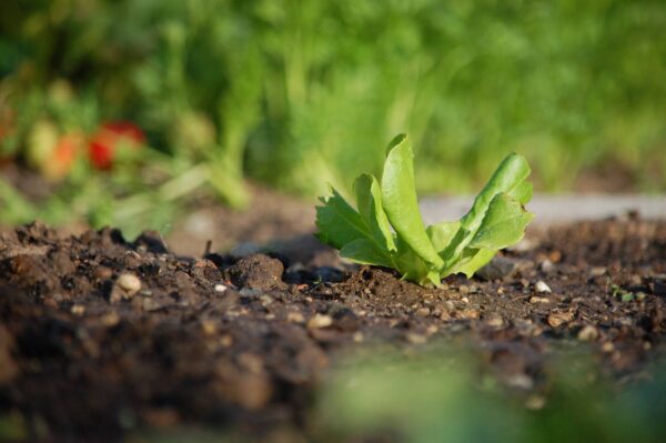 soil importance for gardens